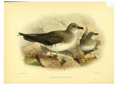 Reproducción/Reproduction 5981522839: Ornithological miscellany V.1 London :Trübner and Co., Bernard Quaritch, R.H. Porter,1876-1878