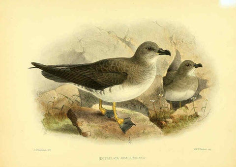 Reproducción/Reproduction 5981522839: Ornithological miscellany V.1 London :Trübner and Co., Bernard Quaritch, R.H. Porter,1876-1878