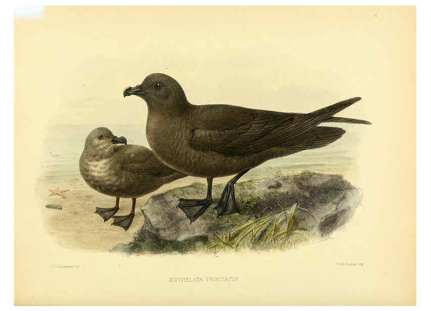 Reproducción/Reproduction 5982082590: Ornithological miscellany V.1 London :Trübner and Co., Bernard Quaritch, R.H. Porter,1876-1878