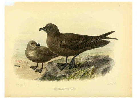 Reproducción/Reproduction 5982082590: Ornithological miscellany V.1 London :Trübner and Co., Bernard Quaritch, R.H. Porter,1876-1878