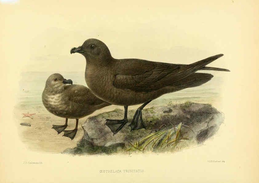 Reproducción/Reproduction 5982082590: Ornithological miscellany V.1 London :Trübner and Co., Bernard Quaritch, R.H. Porter,1876-1878