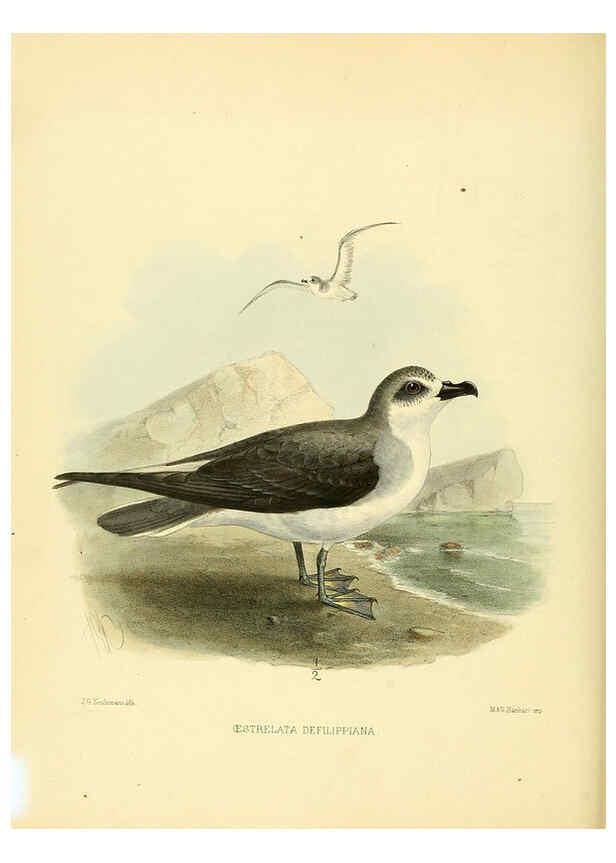 Reproducción/Reproduction 5981523471: Ornithological miscellany V.1 London :Trübner and Co., Bernard Quaritch, R.H. Porter,1876-1878