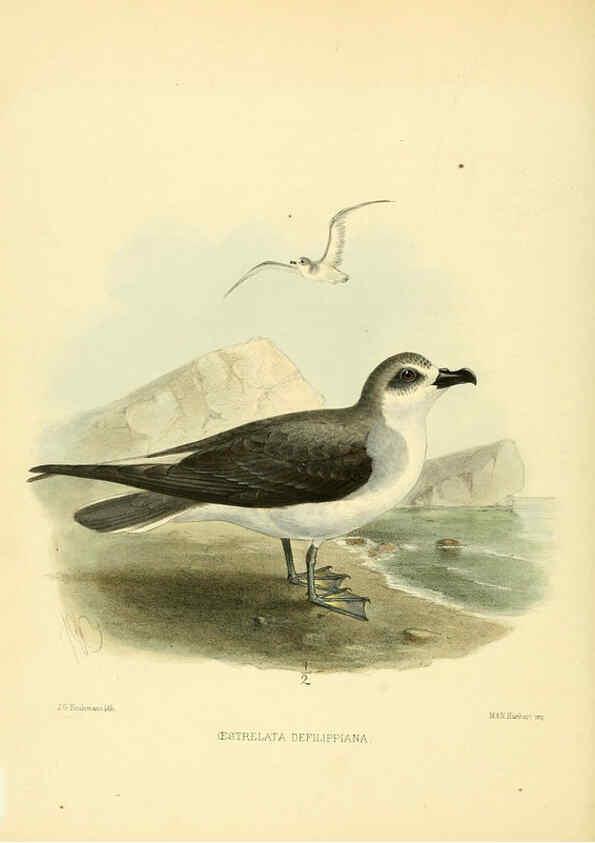 Reproducción/Reproduction 5981523471: Ornithological miscellany V.1 London :Trübner and Co., Bernard Quaritch, R.H. Porter,1876-1878