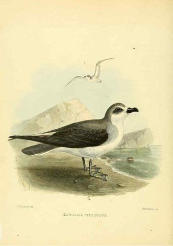Reproducción/Reproduction 5981523471: Ornithological miscellany V.1 London :Trübner and Co., Bernard Quaritch, R.H. Porter,1876-1878