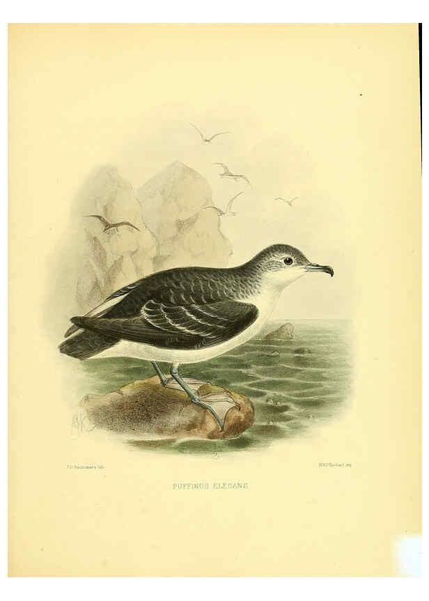 Reproducción/Reproduction 5981523811: Ornithological miscellany V.1 London :Trübner and Co., Bernard Quaritch, R.H. Porter,1876-1878