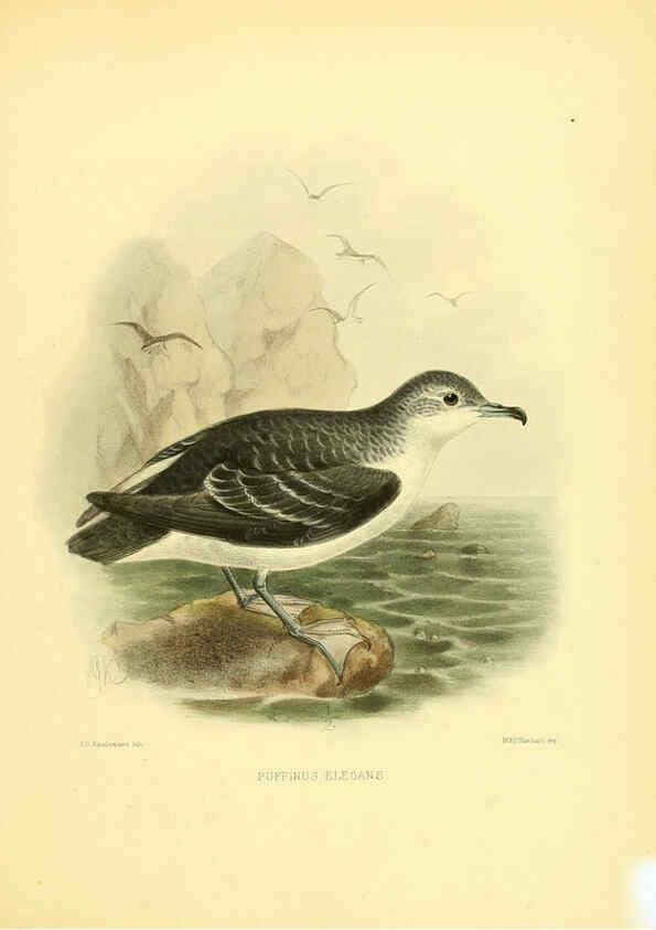 Reproducción/Reproduction 5981523811: Ornithological miscellany V.1 London :Trübner and Co., Bernard Quaritch, R.H. Porter,1876-1878