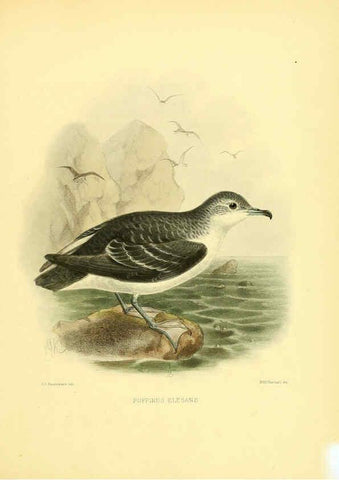 Reproducción/Reproduction 5981523811: Ornithological miscellany V.1 London :Trübner and Co., Bernard Quaritch, R.H. Porter,1876-1878