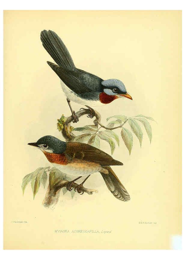 Reproducción/Reproduction 5981524105: Ornithological miscellany V.1 London :Trübner and Co., Bernard Quaritch, R.H. Porter,1876-1878