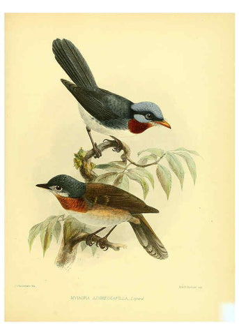 Reproducción/Reproduction 5981524105: Ornithological miscellany V.1 London :Trübner and Co., Bernard Quaritch, R.H. Porter,1876-1878