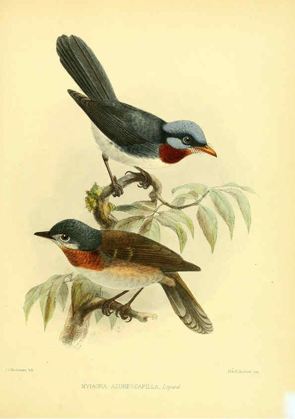 Reproducción/Reproduction 5981524105: Ornithological miscellany V.1 London :Trübner and Co., Bernard Quaritch, R.H. Porter,1876-1878