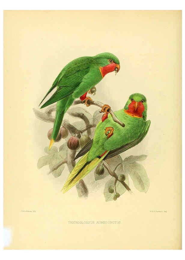 Reproducción/Reproduction 5982083912: Ornithological miscellany V.1 London :Trübner and Co., Bernard Quaritch, R.H. Porter,1876-1878