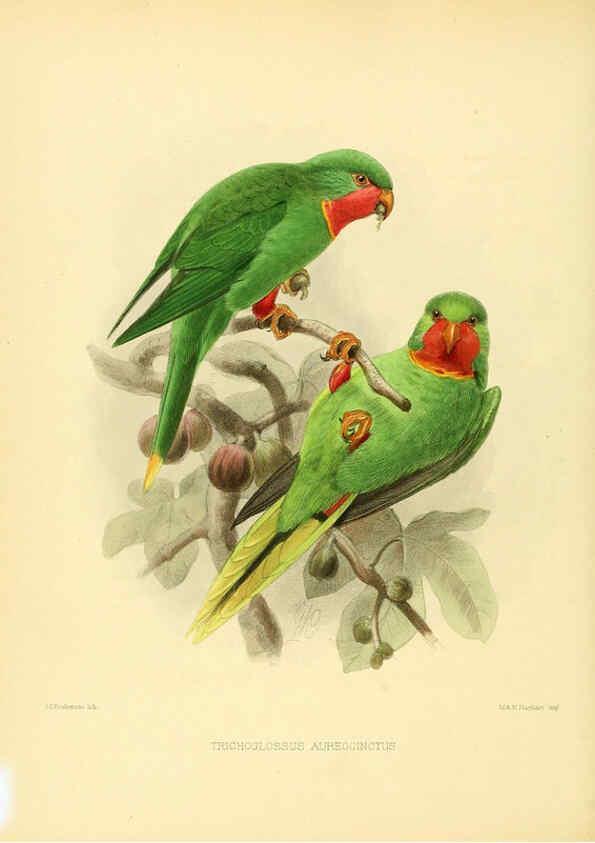 Reproducción/Reproduction 5982083912: Ornithological miscellany V.1 London :Trübner and Co., Bernard Quaritch, R.H. Porter,1876-1878