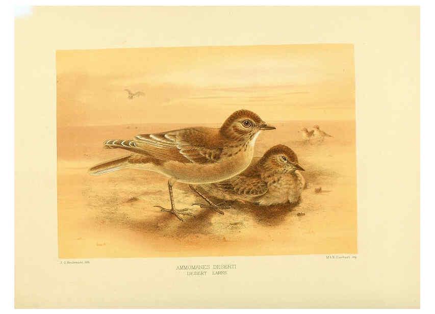 Reproducción/Reproduction 5981524717: Ornithological miscellany V.1 London :Trübner and Co., Bernard Quaritch, R.H. Porter,1876-1878
