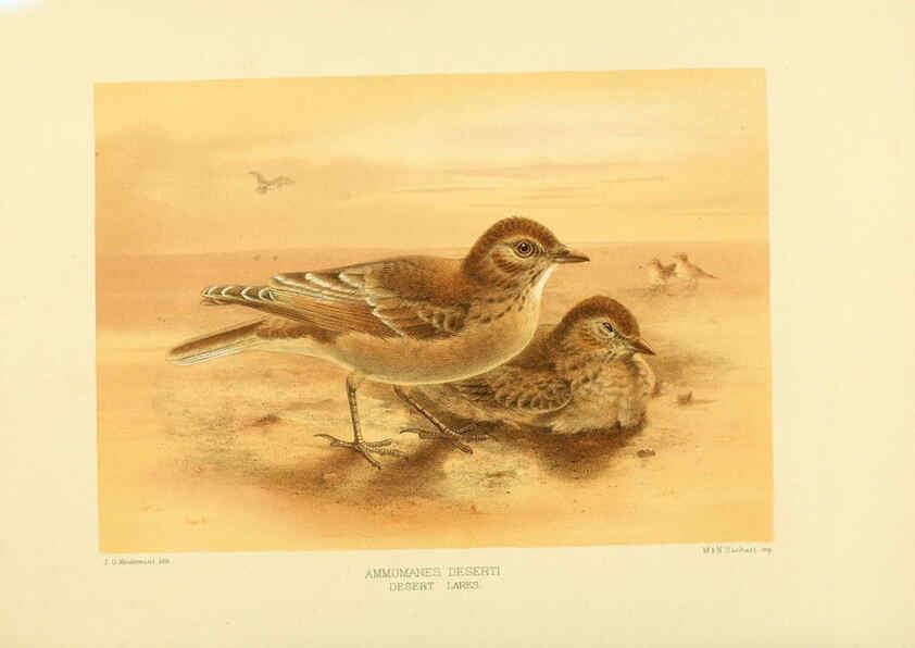 Reproducción/Reproduction 5981524717: Ornithological miscellany V.1 London :Trübner and Co., Bernard Quaritch, R.H. Porter,1876-1878