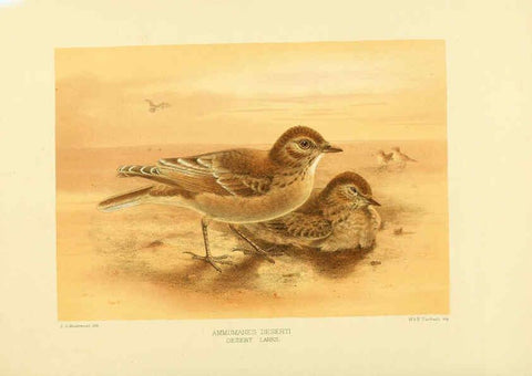 Reproducción/Reproduction 5981524717: Ornithological miscellany V.1 London :Trübner and Co., Bernard Quaritch, R.H. Porter,1876-1878