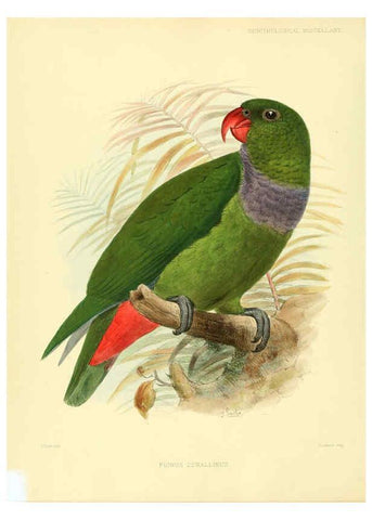 Reproducción/Reproduction 5981538825: Ornithological miscellany V.3 London :Trübner and Co., Bernard Quaritch, R.H. Porter,1876-1878