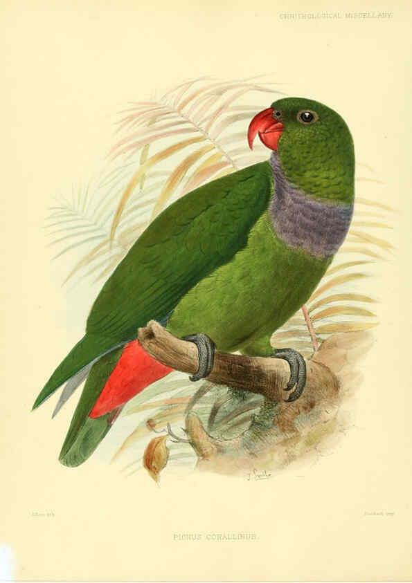 Reproducción/Reproduction 5981538825: Ornithological miscellany V.3 London :Trübner and Co., Bernard Quaritch, R.H. Porter,1876-1878