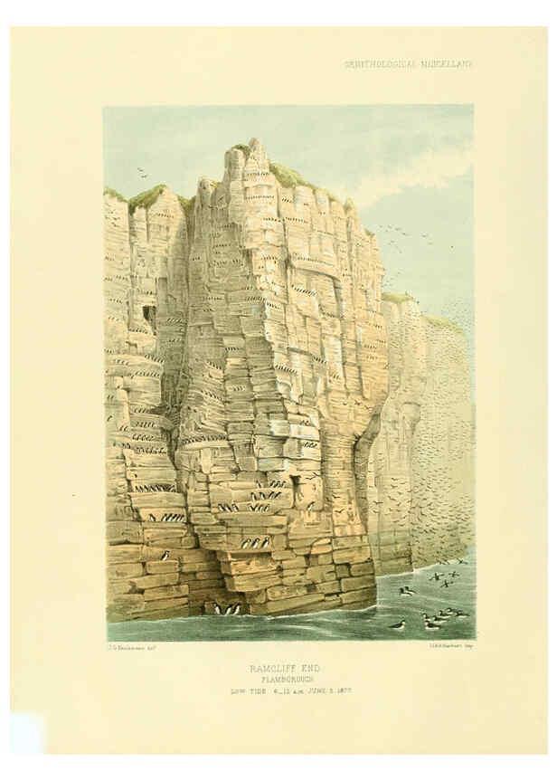 Reproducción/Reproduction 5982098988: Ornithological miscellany V.3 London :Trübner and Co., Bernard Quaritch, R.H. Porter,1876-1878