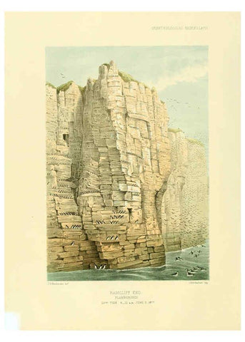 Reproducción/Reproduction 5982098988: Ornithological miscellany V.3 London :Trübner and Co., Bernard Quaritch, R.H. Porter,1876-1878