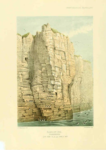Reproducción/Reproduction 5982098988: Ornithological miscellany V.3 London :Trübner and Co., Bernard Quaritch, R.H. Porter,1876-1878