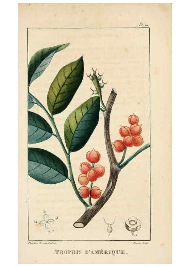 Reproducción/Reproduction 6004847359: Flore pittoresque et médicale des Antilles v.1 Paris Pichard,1821-1829
