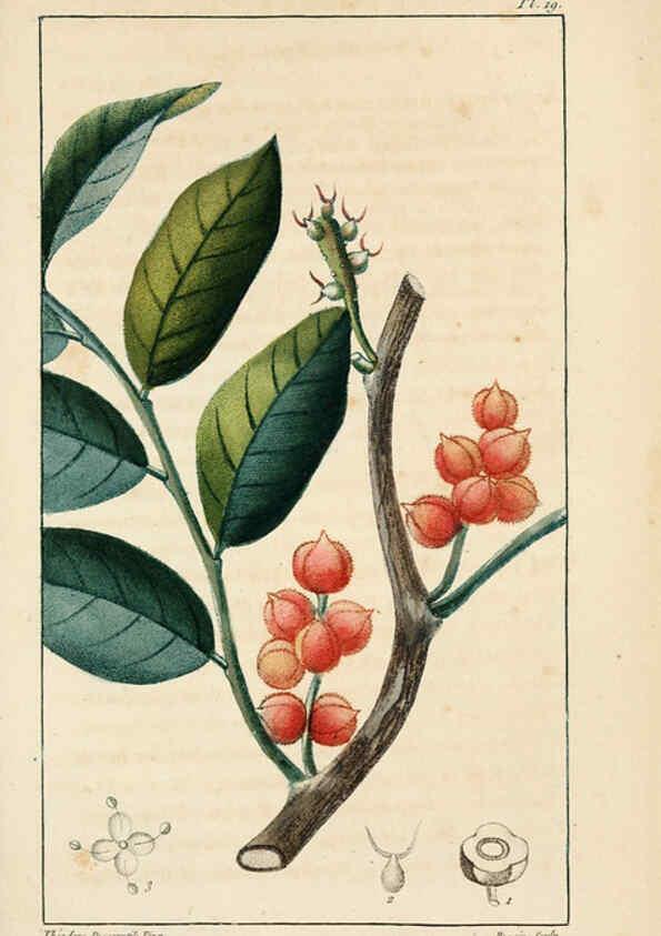 Reproducción/Reproduction 6004847359: Flore pittoresque et médicale des Antilles v.1 Paris Pichard,1821-1829