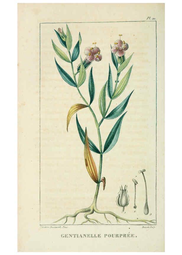Reproducción/Reproduction 6004847549: Flore pittoresque et médicale des Antilles v.1 Paris Pichard,1821-1829