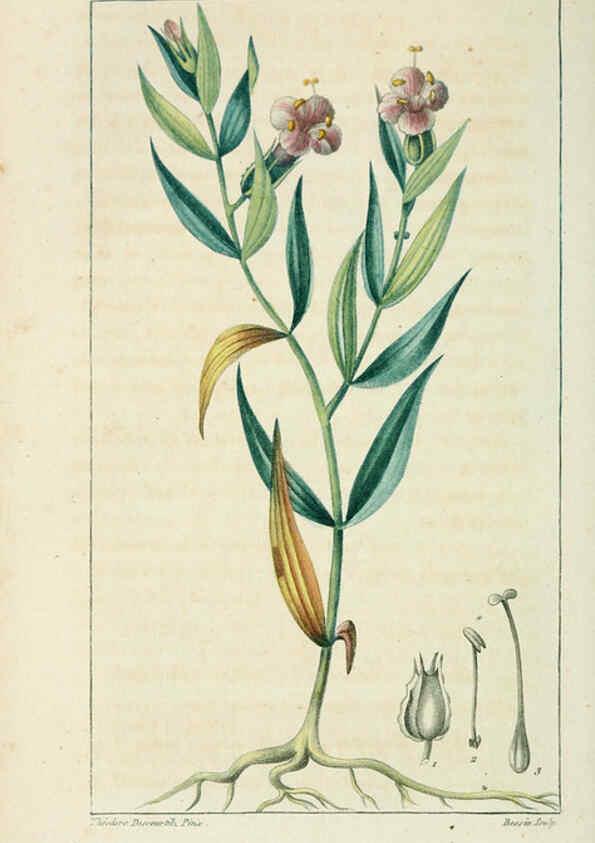 Reproducción/Reproduction 6004847549: Flore pittoresque et médicale des Antilles v.1 Paris Pichard,1821-1829