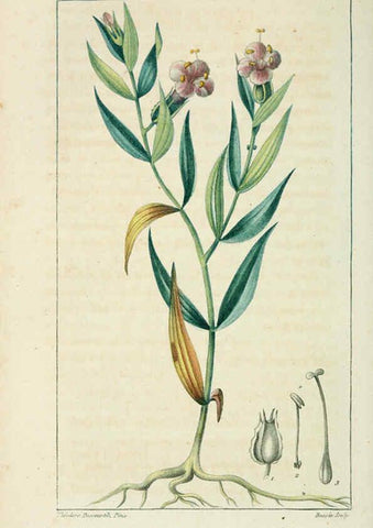 Reproducción/Reproduction 6004847549: Flore pittoresque et médicale des Antilles v.1 Paris Pichard,1821-1829