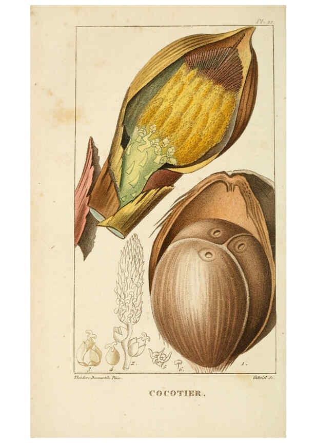 Reproducción/Reproduction 6004847753: Flore pittoresque et médicale des Antilles v.1 Paris Pichard,1821-1829