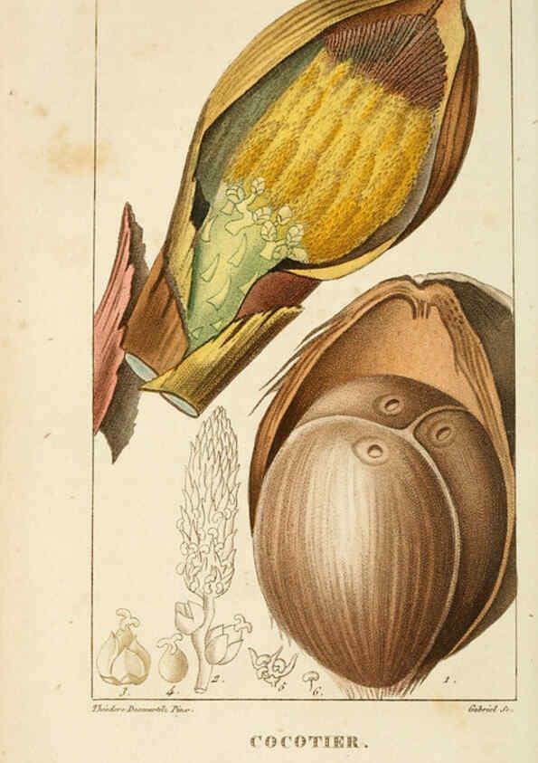 Reproducción/Reproduction 6004847753: Flore pittoresque et médicale des Antilles v.1 Paris Pichard,1821-1829