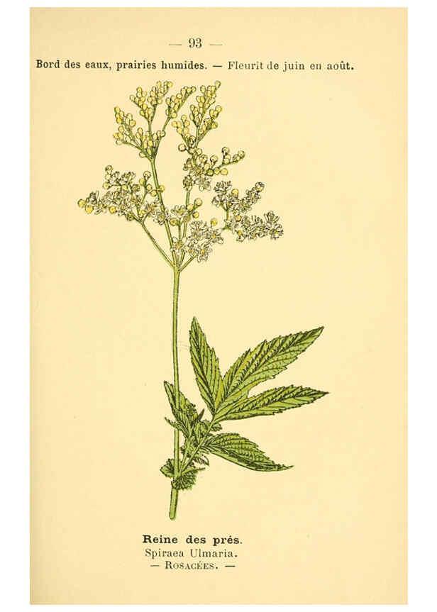 Reproducción/Reproduction 6022031117: Atlas de poche des plantes des champs, des prairies et des bois Paris :P. Klincksieck,[1894] 