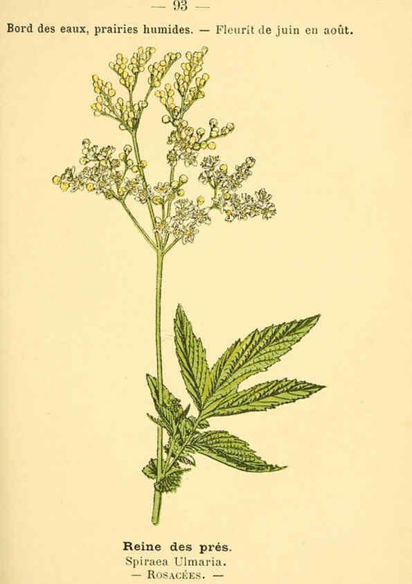 Reproducción/Reproduction 6022031117: Atlas de poche des plantes des champs, des prairies et des bois Paris :P. Klincksieck,[1894] 
