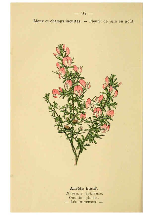 Reproducción/Reproduction 6022588334: Atlas de poche des plantes des champs, des prairies et des bois Paris :P. Klincksieck,[1894] 