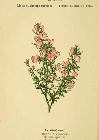 Reproducción/Reproduction 6022588334: Atlas de poche des plantes des champs, des prairies et des bois Paris :P. Klincksieck,[1894] 
