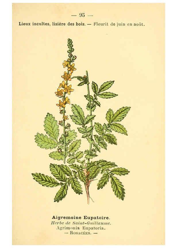 Reproducción/Reproduction 6022588754: Atlas de poche des plantes des champs, des prairies et des bois Paris :P. Klincksieck,[1894] 