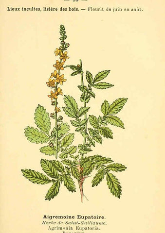 Reproducción/Reproduction 6022588754: Atlas de poche des plantes des champs, des prairies et des bois Paris :P. Klincksieck,[1894] 