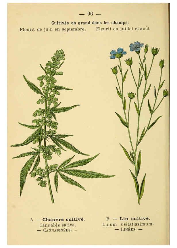 Reproducción/Reproduction 6022588996: Atlas de poche des plantes des champs, des prairies et des bois Paris :P. Klincksieck,[1894] 