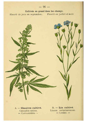 Reproducción/Reproduction 6022588996: Atlas de poche des plantes des champs, des prairies et des bois Paris :P. Klincksieck,[1894] 