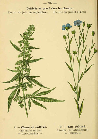 Reproducción/Reproduction 6022588996: Atlas de poche des plantes des champs, des prairies et des bois Paris :P. Klincksieck,[1894] 