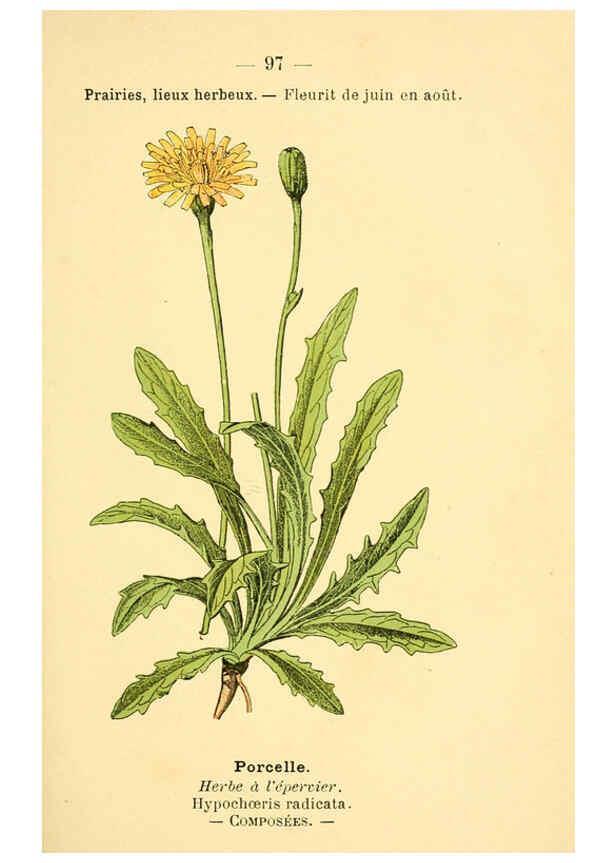 Reproducción/Reproduction 6022589358: Atlas de poche des plantes des champs, des prairies et des bois Paris :P. Klincksieck,[1894] 