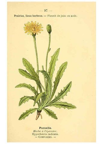 Reproducción/Reproduction 6022589358: Atlas de poche des plantes des champs, des prairies et des bois Paris :P. Klincksieck,[1894] 