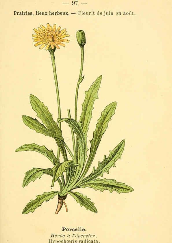 Reproducción/Reproduction 6022589358: Atlas de poche des plantes des champs, des prairies et des bois Paris :P. Klincksieck,[1894] 
