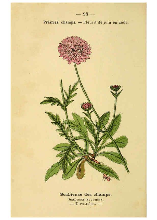 Reproducción/Reproduction 6022032763: Atlas de poche des plantes des champs, des prairies et des bois Paris :P. Klincksieck,[1894] 