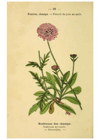 Reproducción/Reproduction 6022032763: Atlas de poche des plantes des champs, des prairies et des bois Paris :P. Klincksieck,[1894] 