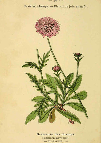 Reproducción/Reproduction 6022032763: Atlas de poche des plantes des champs, des prairies et des bois Paris :P. Klincksieck,[1894] 