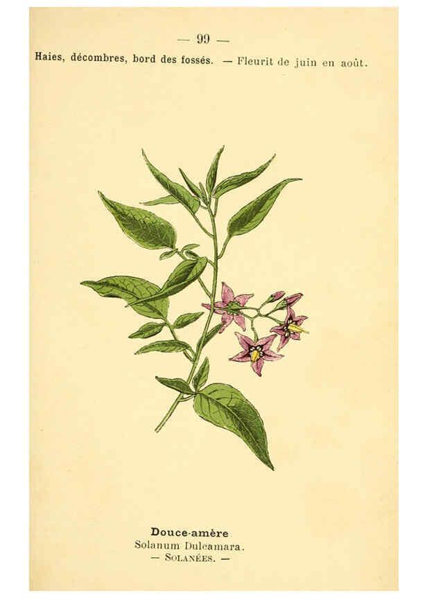 Reproducción/Reproduction 6022590024: Atlas de poche des plantes des champs, des prairies et des bois Paris :P. Klincksieck,[1894] 