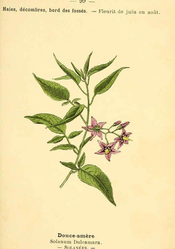 Reproducción/Reproduction 6022590024: Atlas de poche des plantes des champs, des prairies et des bois Paris :P. Klincksieck,[1894] 