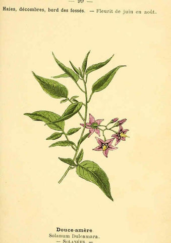 Reproducción/Reproduction 6022590024: Atlas de poche des plantes des champs, des prairies et des bois Paris :P. Klincksieck,[1894] 