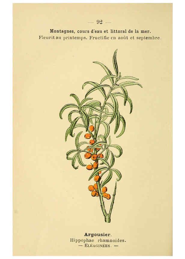 Reproducción/Reproduction 6022587532: Atlas de poche des plantes des champs, des prairies et des bois Paris :P. Klincksieck,[1894] 